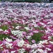桃の画像