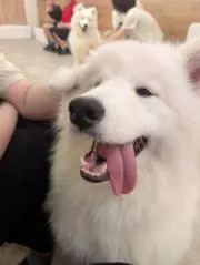 りんの画像