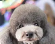 スカイの画像