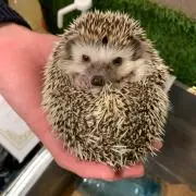 ぴぃ24の画像