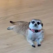 くり