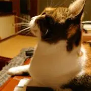 だい