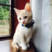 とら