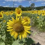 rosemarry0824の画像