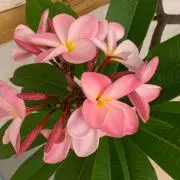たかたんの画像