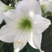 ゆり