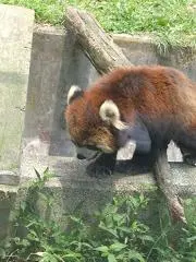 ポンさんの画像