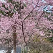 N.Nの画像