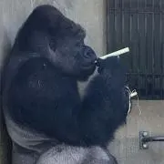 シャバーニの画像
