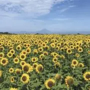 向日葵❀プロフ必読願います❀の画像