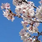Romio