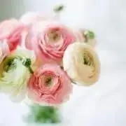 ルル♪の画像