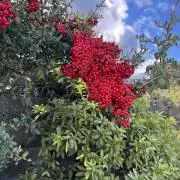 Rinの画像