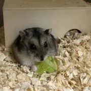 まるの画像
