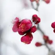 ちーたか