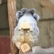 ハナコの画像