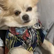 いのっち【雑貨・服販売】⭐︎平日発送対応の画像