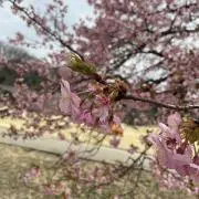 Yuの画像