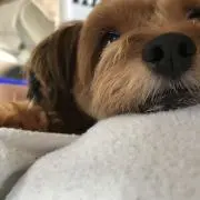 mosmako