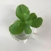 ぴーの画像