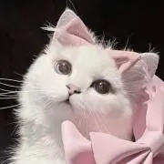 nyanの画像