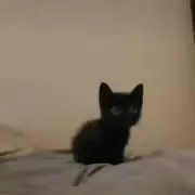 ねこ
