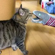 せん