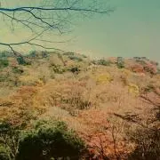ぴこりんの画像