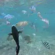 ボンボンの画像