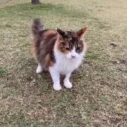 ゆ