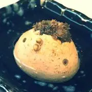Nosriの画像