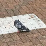 鮭の画像
