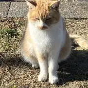 ぺぺの画像