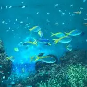 momoの画像