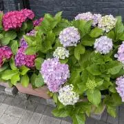 はな