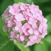 はなこの画像