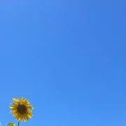 sutoのなんでも屋！