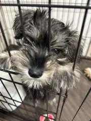 萌衣