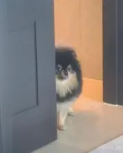 さくらさくらの画像