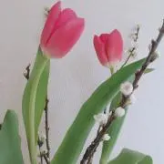 amaichouk518の画像