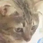 ぽちゃの画像