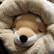 くすぽんの画像