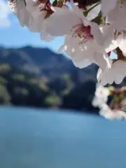 ayaの画像