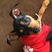 ぴー