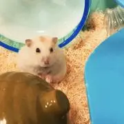 MOCAの画像