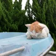 フィット