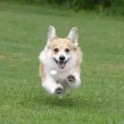 りんごの画像