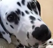 チョコ