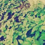 ブルーの画像