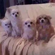 りんたん